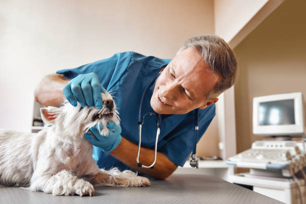 Best Emergency X-Rays and Diagnostics in West Loch Estate, HI